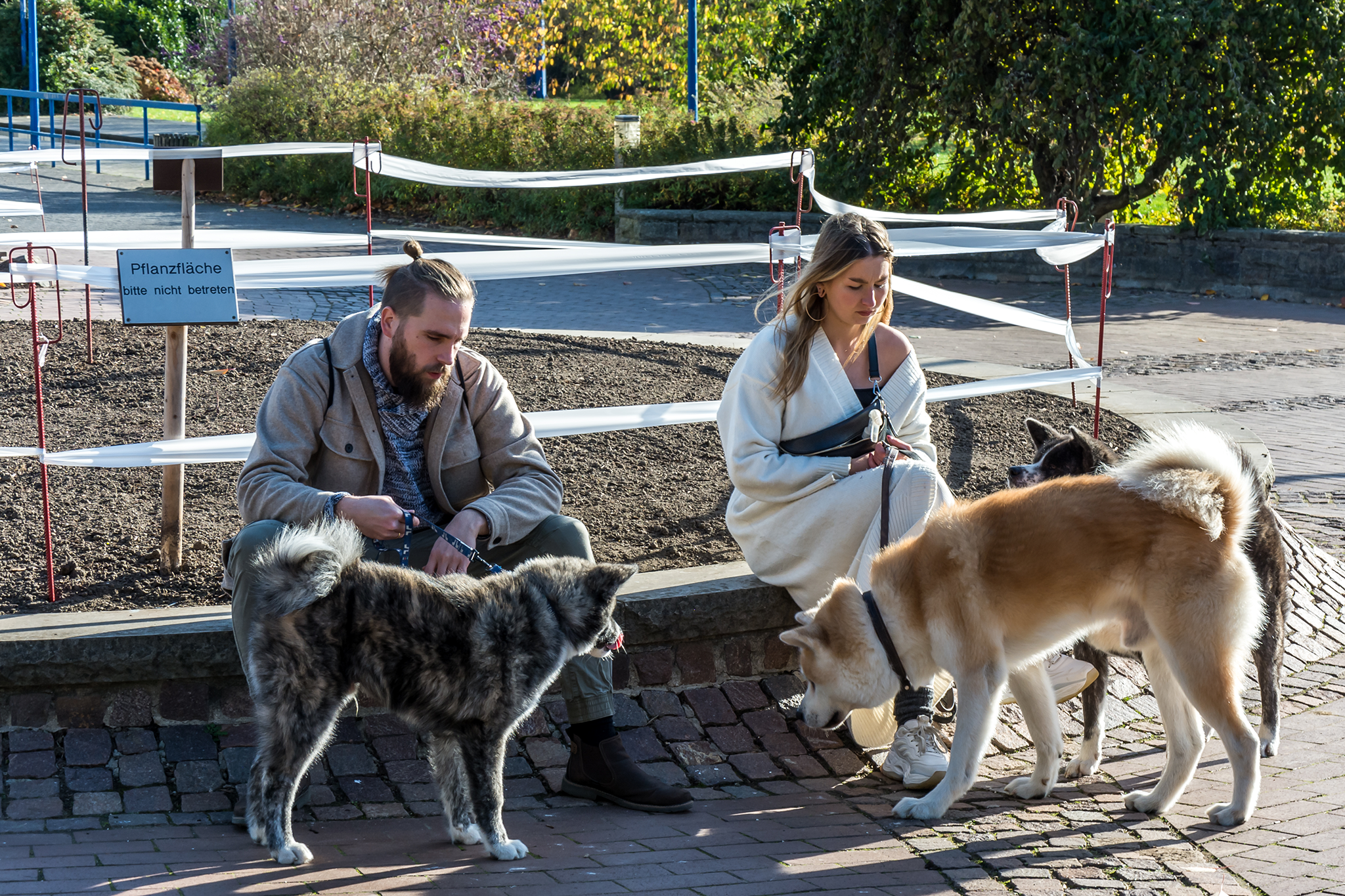 3 Akita Hunde warten mit Besitzern