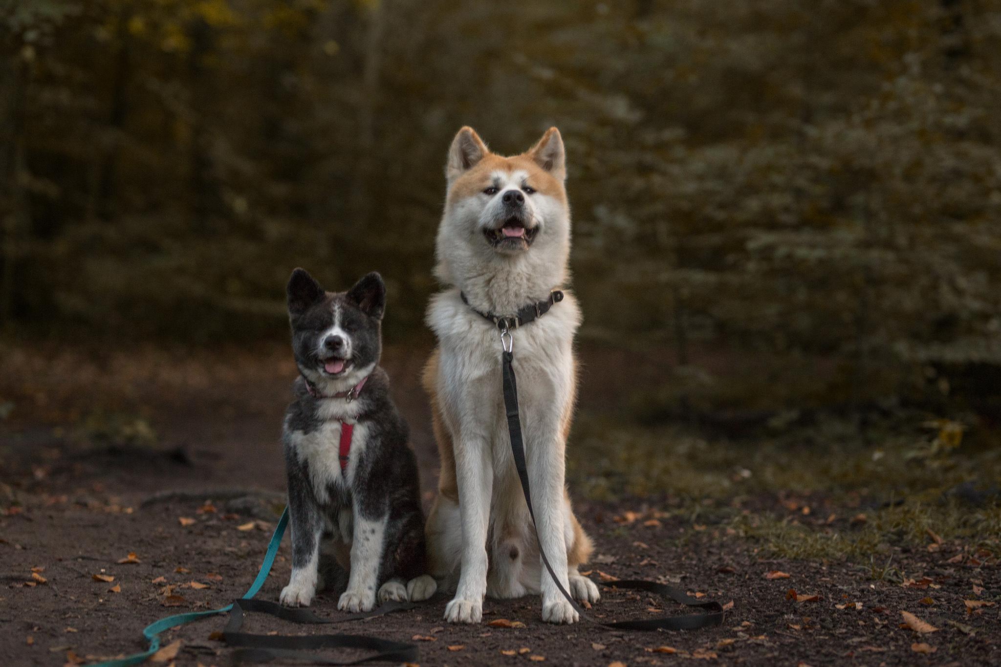 Hibi und Kuma