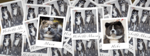 Akita Welpen in Dortmund | Wurfplanung A-Litters