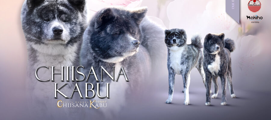 Litter Announcement B-Wurf, Yuyu & Kuma