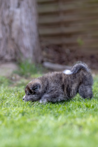 Ein verspäteter Frühlingsgruß aus unserem Garten