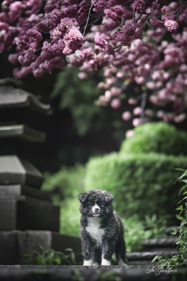 Chihirochouchou Go Chiisana Kabu
