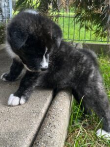 Ein Zuhause für immer gesucht: Unsere kleine Akita-Hündin sucht ihre Menschen