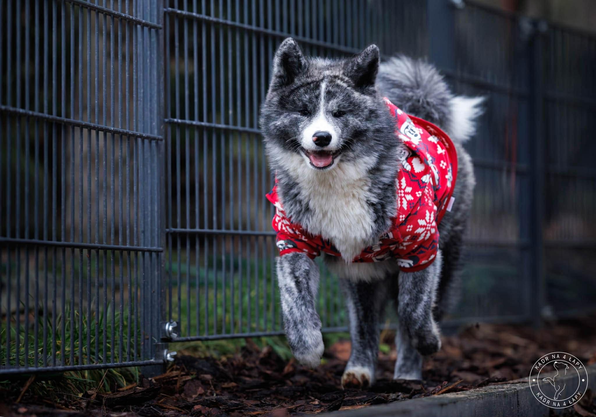 Hagane no Yoru – „Biedronka“ sucht ihr Zuhause