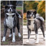 Hibi und ihre Mutter Toshi