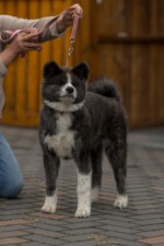 Hibi übt mit Petra Ihde