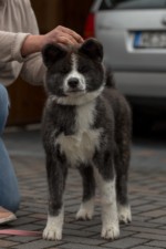 Hibi übt mit Petra Ihde