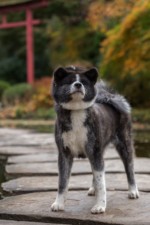 Hibi im japanischen Garten