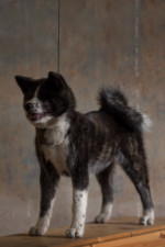 Zuhause stehen üben