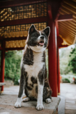 Robin Selhorst Shooting