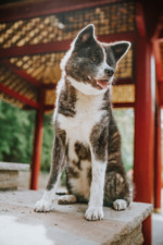 Robin Selhorst Shooting