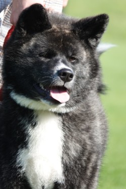 Awa Ayuyu Go Chiisana Kabu (Photo by Sibylle Rother)