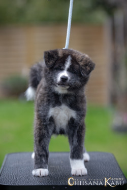 Asuka Go Chiisana Kabu Asuka Go Chiisana Kabu