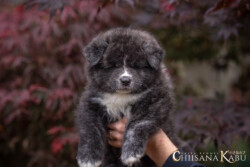 Bimakkuro Go Akitawelpe 5 Wochen alt