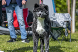 Kuro direkt nach dem "Herrichten" für den Ring