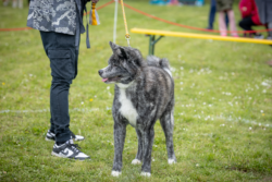 Goroumaro Go Hajimari in der einzelbewertung