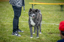 Goroumaro Go Hajimari in der einzelbewertung