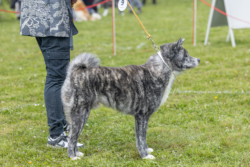 Goroumaro Go Hajimari in der einzelbewertung