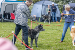 Goroumaro Go Hajimari in der einzelbewertung