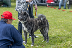 Goroumaro Go Hajimari in der einzelbewertung