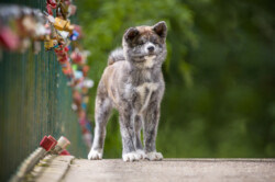 Chisahime Go Chiisana Kabu