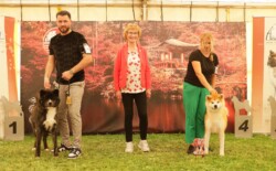 Foto: Akita-Club e.V.