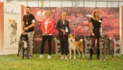 Foto: Akita-Club e.V.