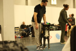 Kuro mit Pascal im Ausstellungsring